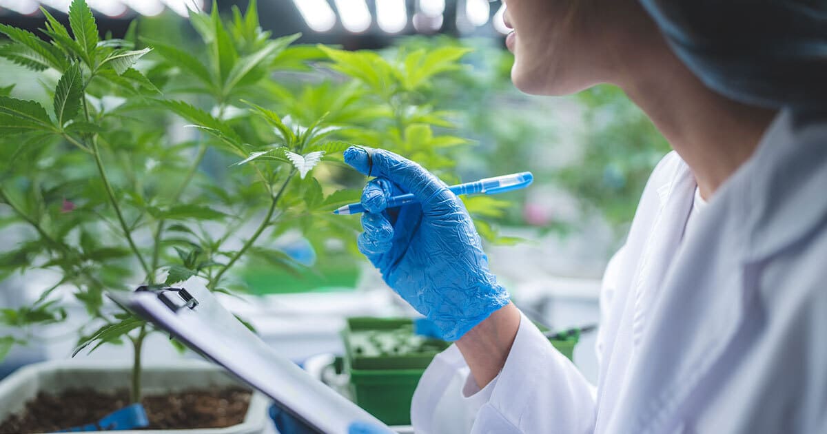 European CBD market in 2023